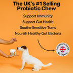 Daily Probiotics for Dogs - 120 Beef Flavored Soft Chews with Natural Pumpkin Powder for Healthy Gut & Sensitive Tummy. Reduces Scooting, Loose Stools, Smelly, Itchy Ears for Small, Medium, Large Dogs